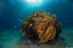 Coral at the red sea..
Nikon D50, 10.5FE by Amir Stern 